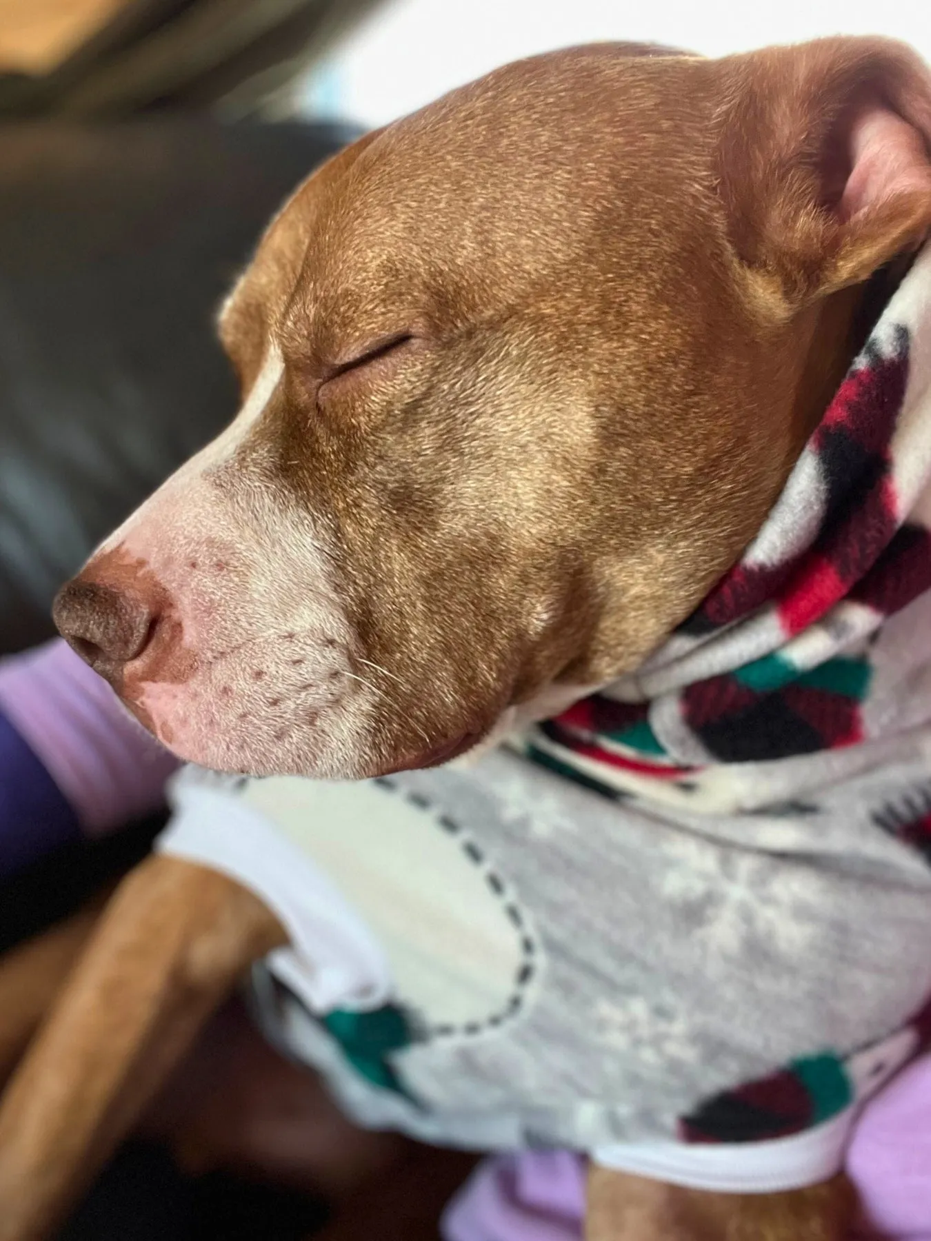 The Toasty Snowman Dog Sweater